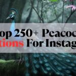 Peacock Captions For Instagram