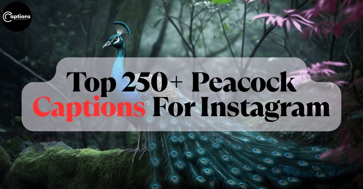 Peacock Captions For Instagram