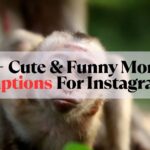 Funny Monkey Captions For Instagram